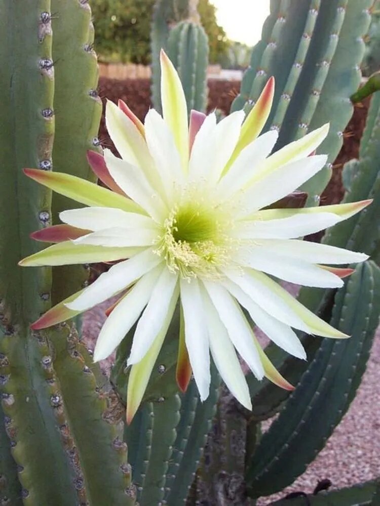 Cereus hildmannianus Flower Seeds