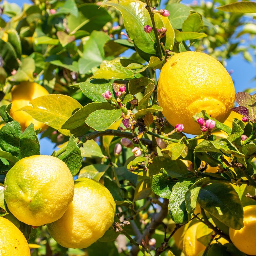 lemon citrus limon fruit in backyard seeds