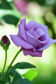 Lavender Rose Flower Seeds for Planting Heirloom Non-GMO High Germination Organic Garden Seeds Exotic Blooms - Heirloom