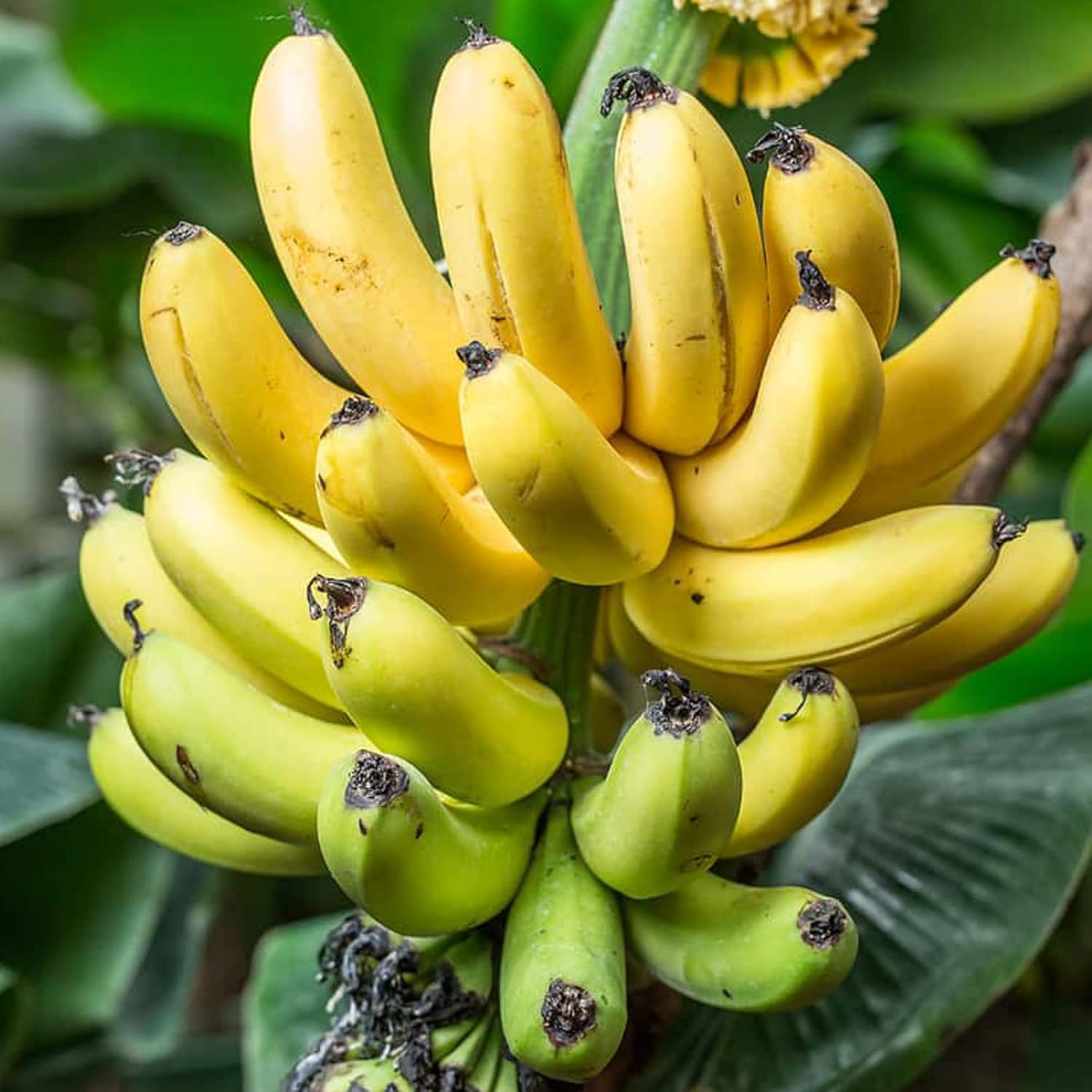 Light Yellow Banana Tropical Plant Fruit Seeds