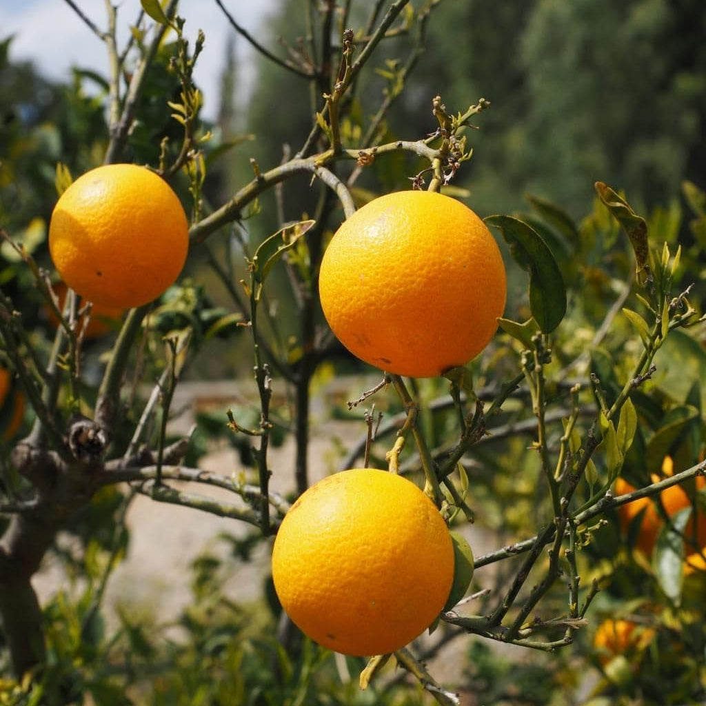 Fresh Orange Light Yellow Fruit Seeds