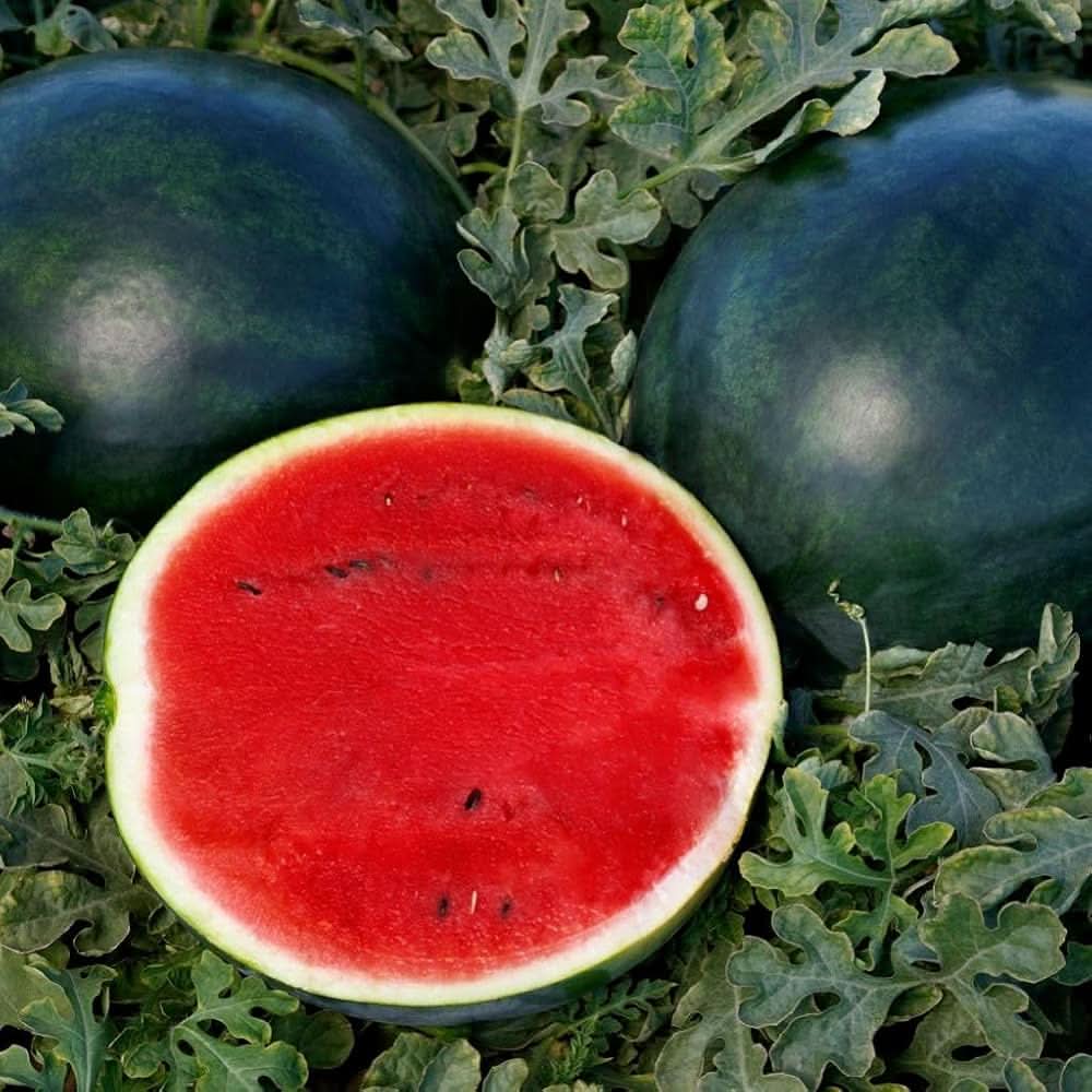 watermelon citrullus lanatus fruit little red seeds