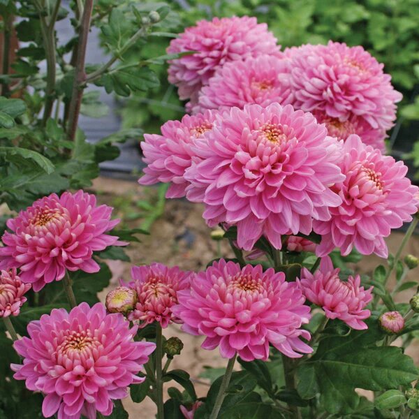 Pink Chrysanthemum Flower Seeds
