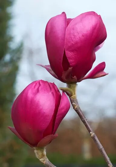 Dark Red Magnolia Flower Seeds - Heirloom Non GMO High Germination Premium Garden Seeds for Planting