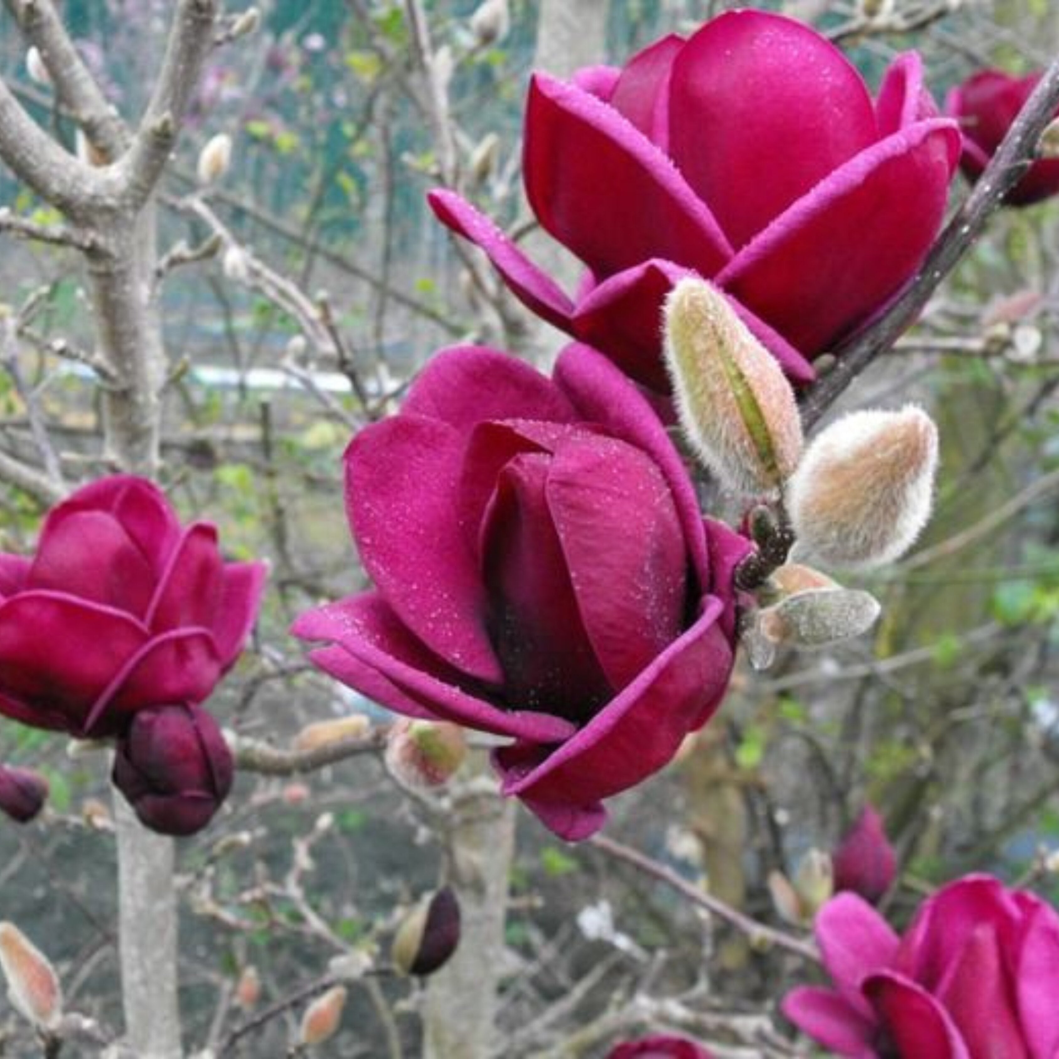 Red Dark Magnoli Flower Seeds - Heirloom Non GMO High Germination Premium Garden Seeds for Planting