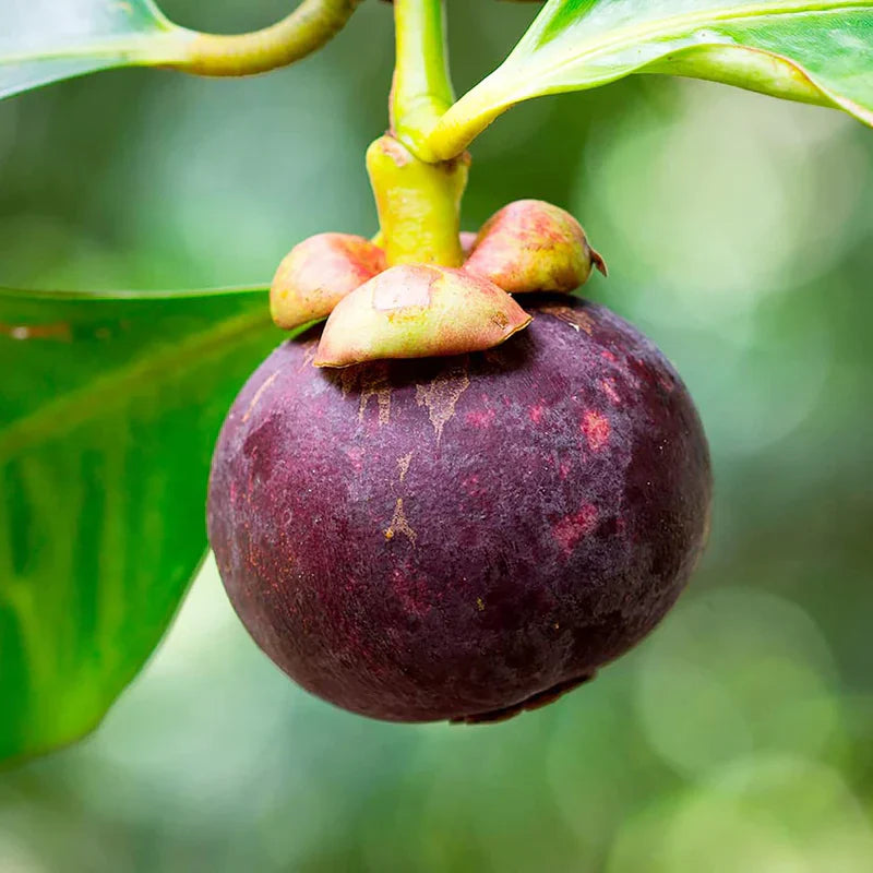 Mangosteen Fruit Sweet And Exotic Mangosteens Fruit Seeds