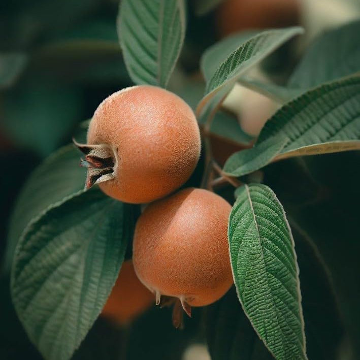 medlar showy mespilus fruit seeds