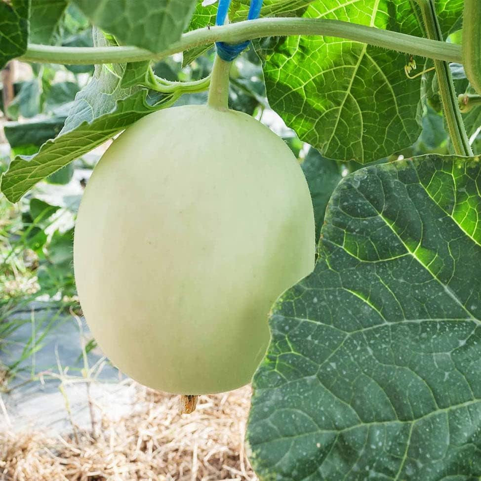 melon cucumis melo green flesh honeydew seeds