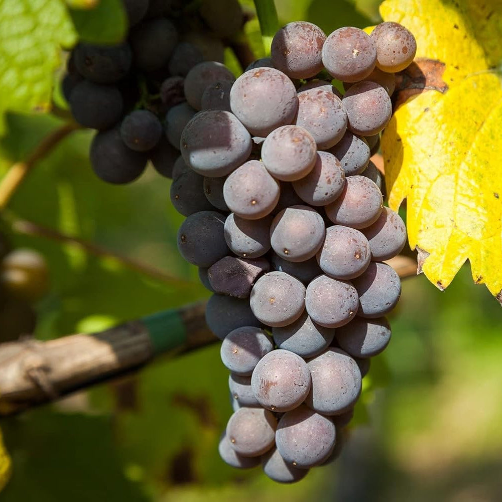 Midnight Beauty Grapes Super Sweet Fruit Seeds