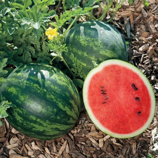mini love hybrid watermelon small round personal red watermelons high organic Fruit Seeds organic garden seeds