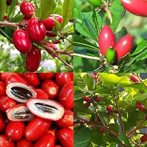 miracle fruit synsepalum dulcificum in tropical Seeds
