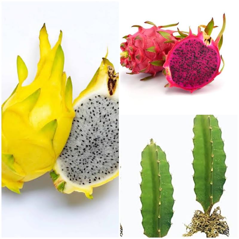 Mixed Pitaya Unique Super Sweet Fruit Seeds