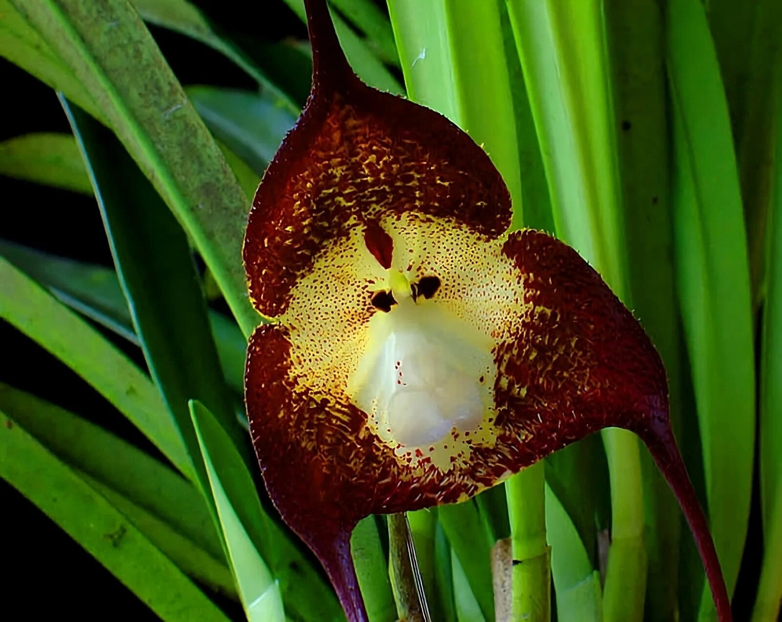 Brown Orchid Flower Seeds - Heirloom Non GMO Premium Garden Seeds for Planting