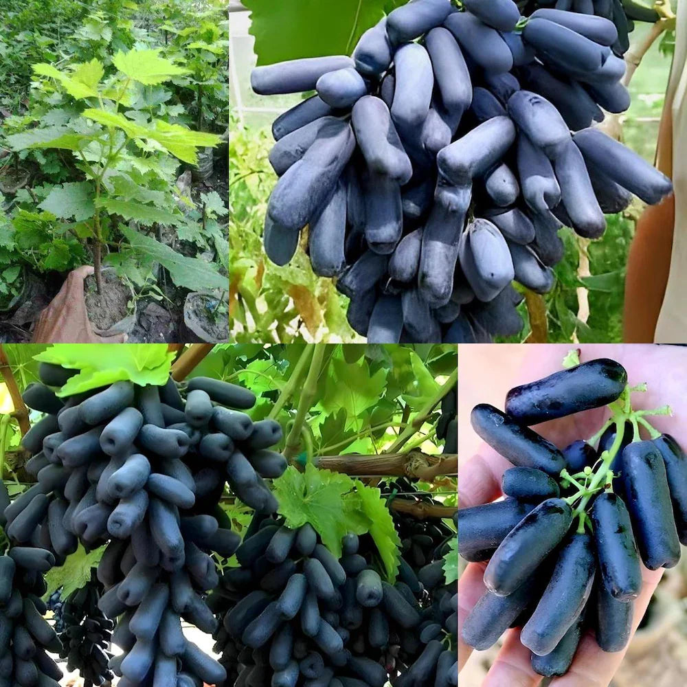 moon drops grapes black fruit for planting super sweet unique flavor Fruit seeds