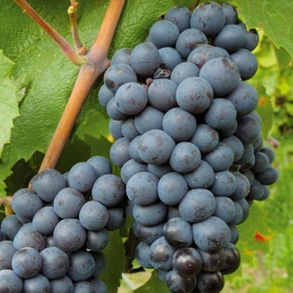cabernet sauvignon grape bush plant ideal seeds