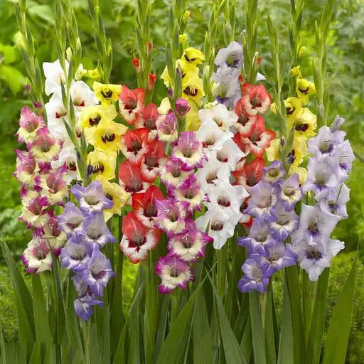 Mixed Gladiolus Flower Seeds