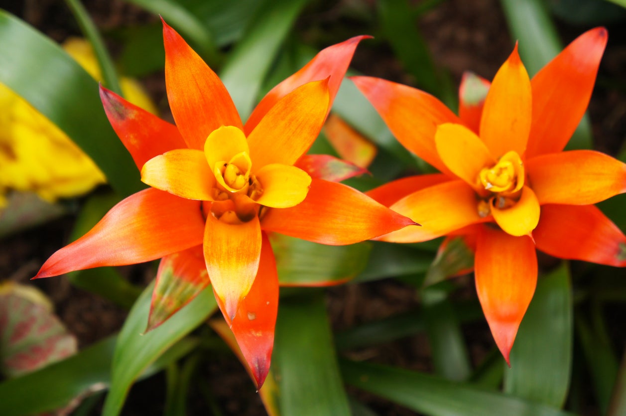 Orange Bromeliad Flower Seeds 