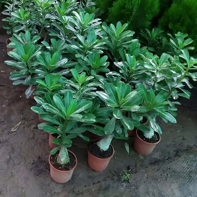 Adenium Obesum Desert Rose Grafted Flower Seeds for Planting - Heirloom & Non-Gmo Seeds