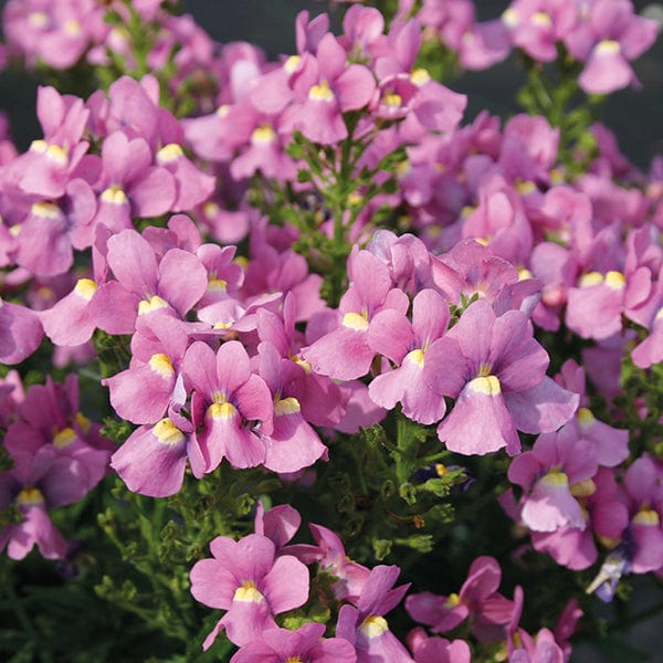Pink Nemesia Flower Seeds – Heirloom, Non-GMO, High Germination Seeds