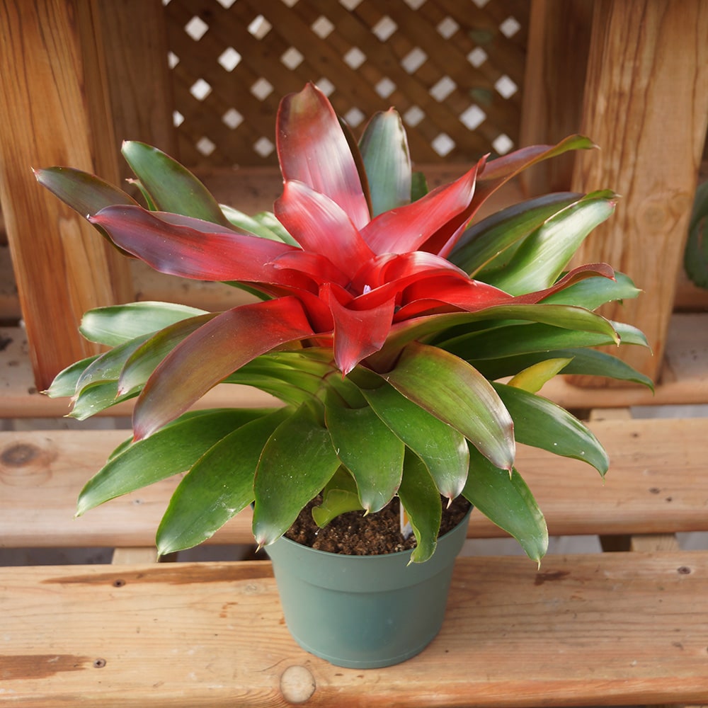 Red Bromeliad Flower Seeds 