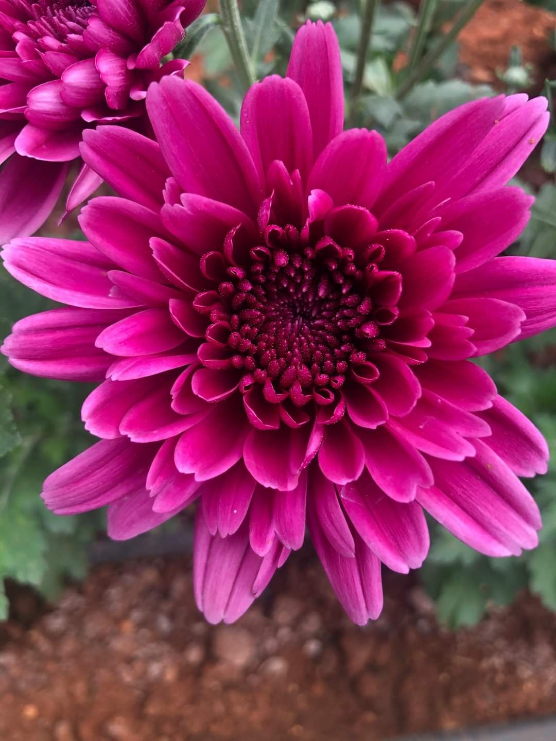 Dark Pink Chrysanthemum Flower Seeds - Heirloom Non GMO High Germination Premium Garden Seeds for Planting