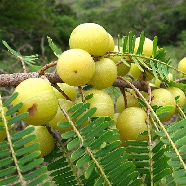 Amla Tree Indian Gooseberry Big Fruit Grown Through Tangy Vitamin Packed Harvests Fruit Seeds