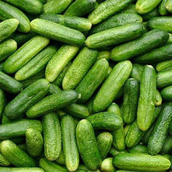 Cucumber Vegetable Seeds for Growing White Vegetable Seeds for Home Gardening, Organic Raised Bed Heirloom, Non-GMO for Home Garden Planting