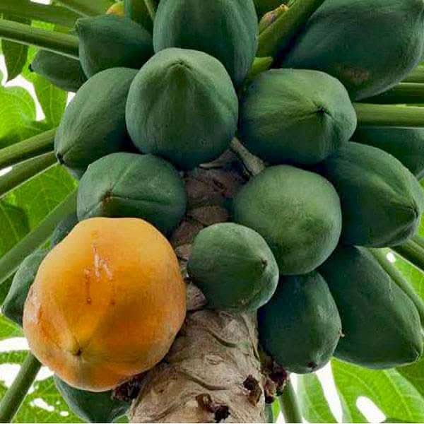 honey dew papaya fruit for planting large aromatic high yielding hybrid heirloom Fruit seeds