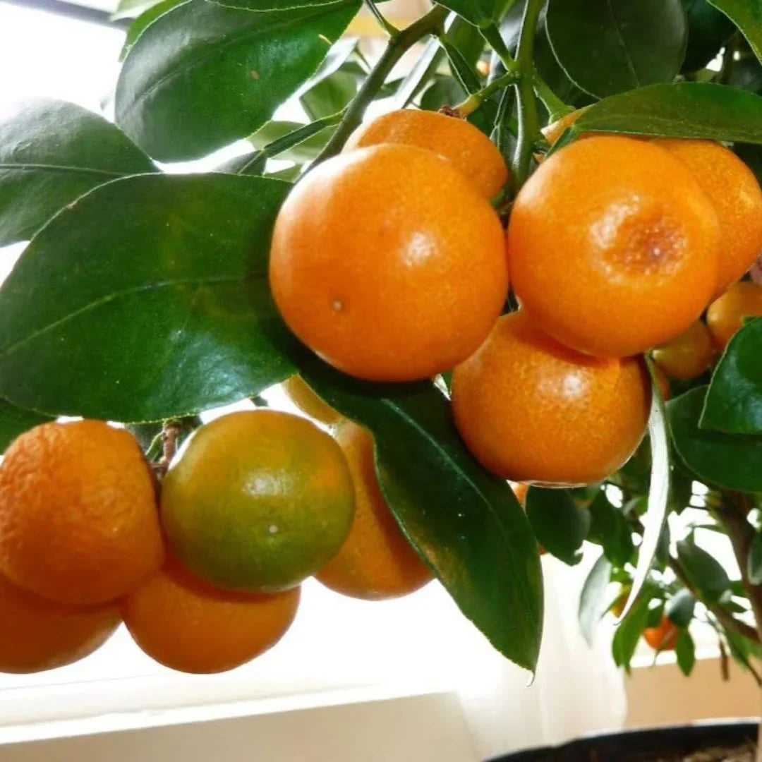 orange citrus sinensis china climbing fruit seeds