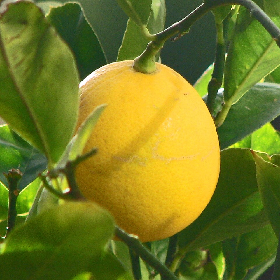 Orange Lemon Tree Extra Large Fruit Seeds