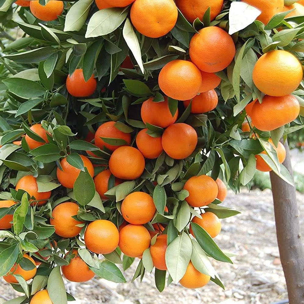 Orange Dark Variety Ideal Gmo Fruit Seeds