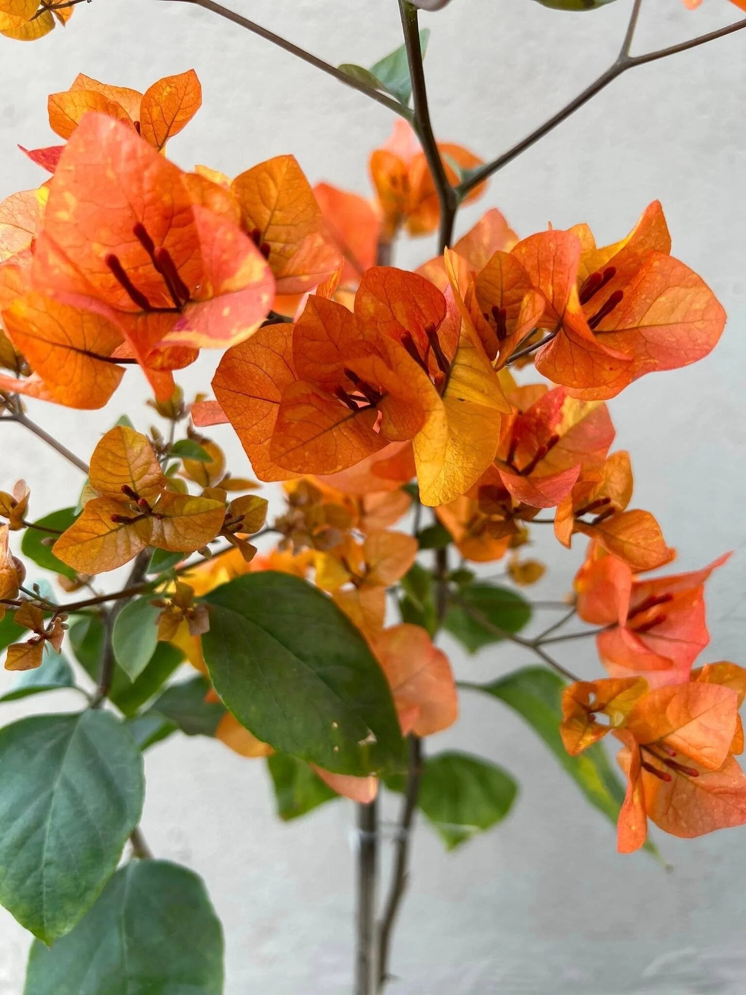 Pink Bougainvillea Flower Seeds for Gardening Rare Blooming Plants for Balcony and Outdoor Gardens - Heirloom Non GMO Pr