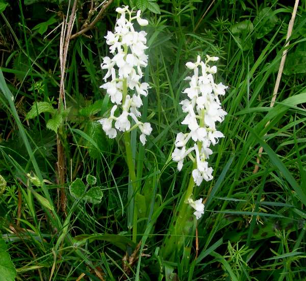 White Marsh Orchid Flower Seeds - Heirloom Non GMO High Germination Garden Planting Seeds