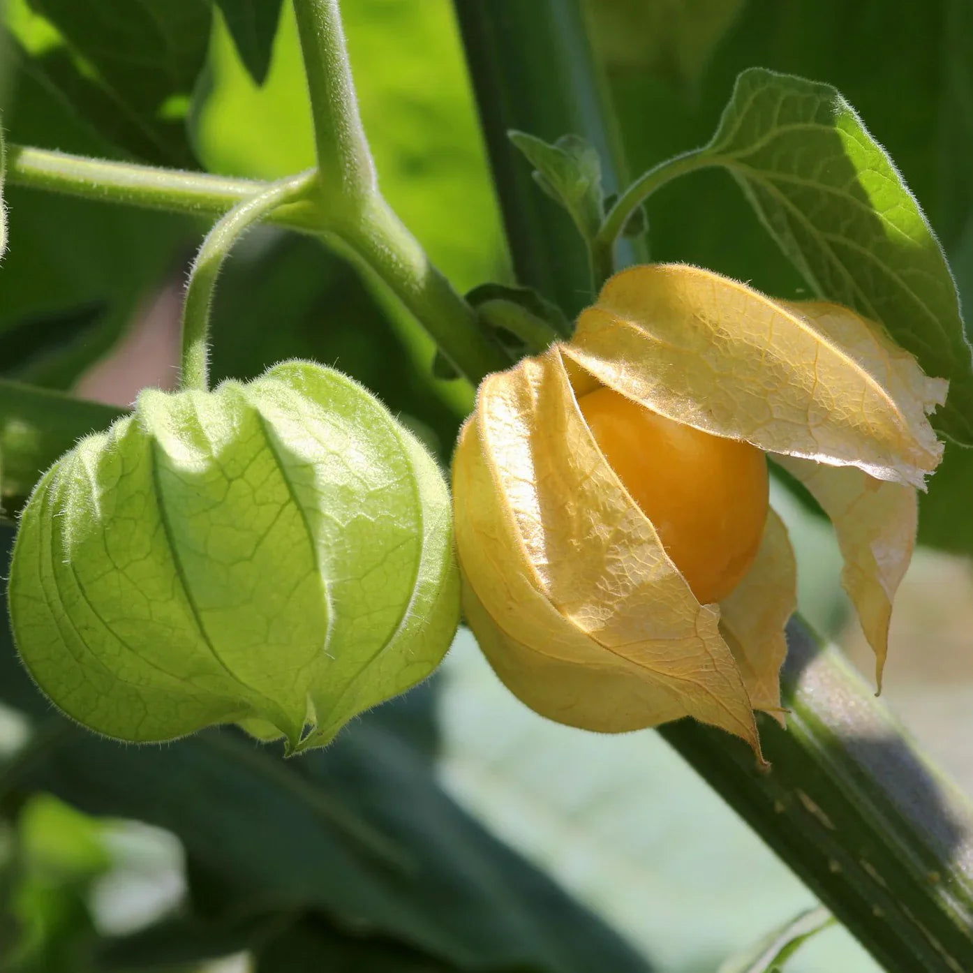 Cape Gooseberry Fruit Spring Ground
