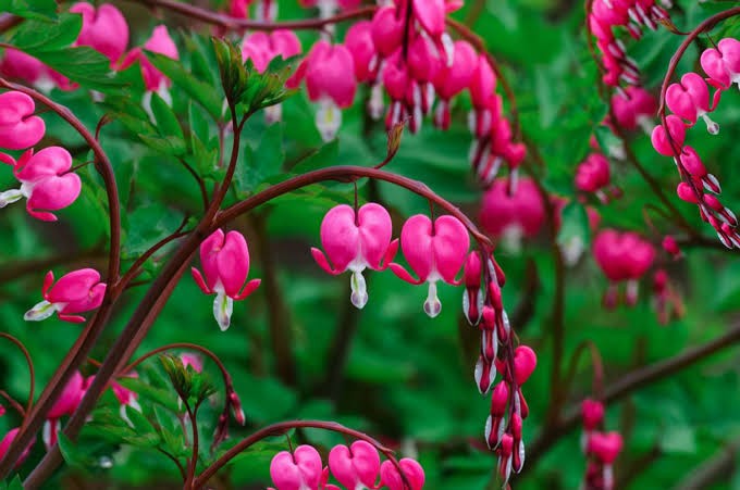 Pink Dicenta Perennial Flower Seeds - Heirloom Non GMO High Germination Premium Garden Seeds for Planting