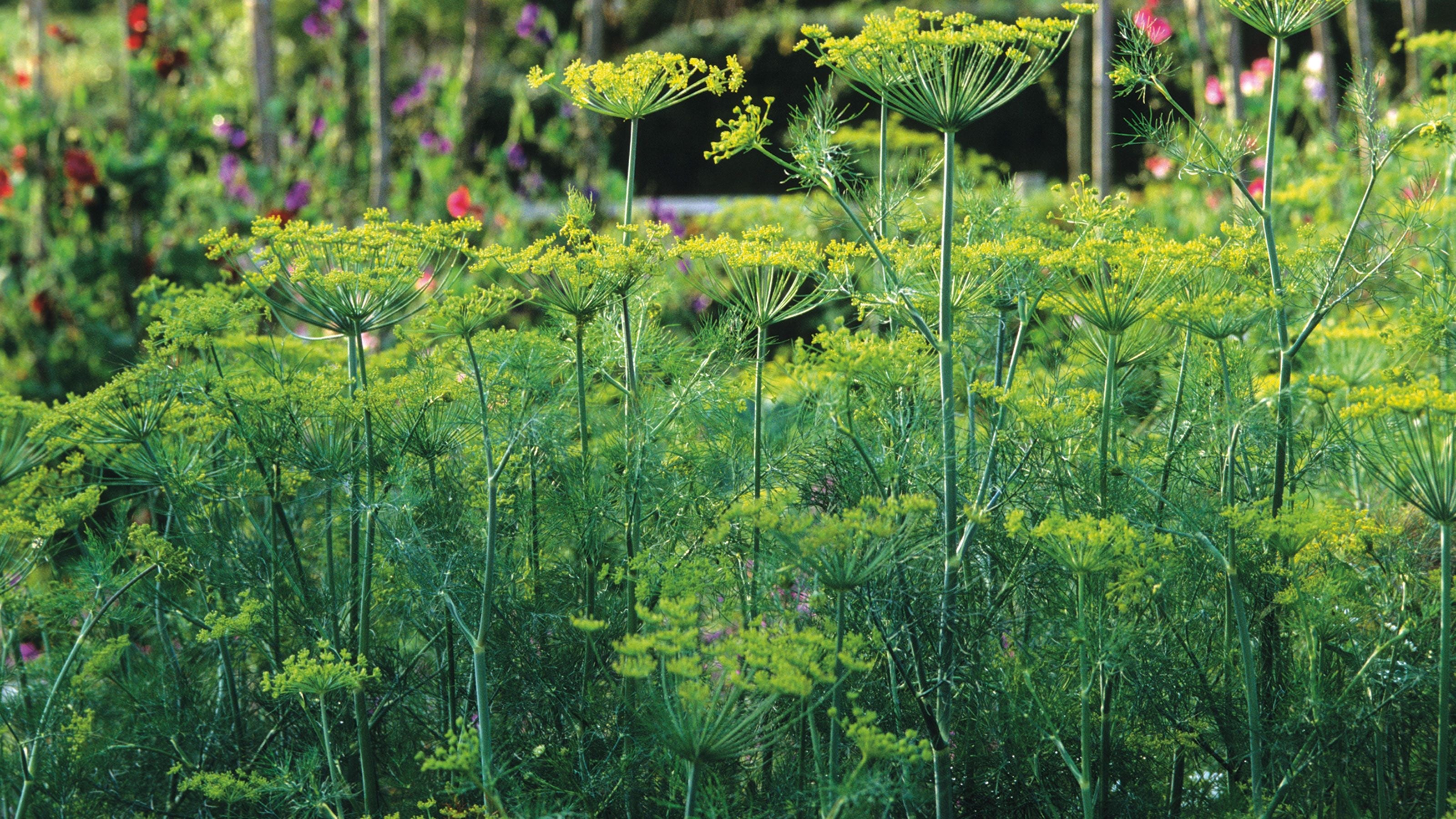 Dill Compact Perfect Indoor And Balcony Crops Home Garden Flower Seeds