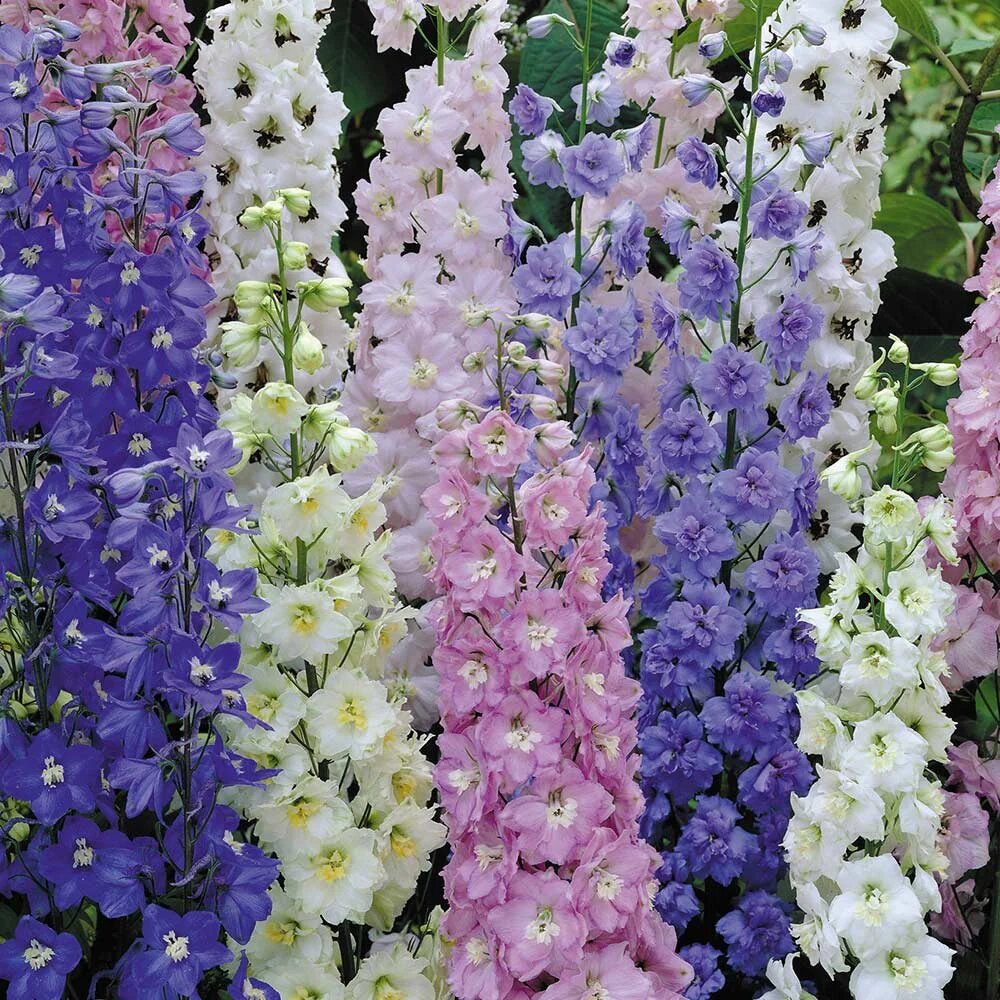 Mixed Delphinium Flower Seeds