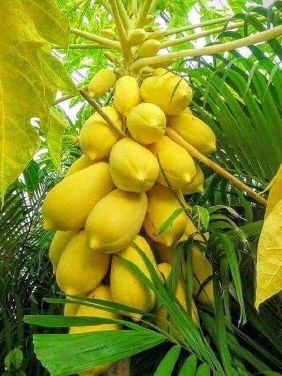 papaya w turmeric powder curcumin gluten high organic Fruit Seeds organic garden seeds