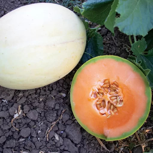 papayadew f melon sweet golden papaya like melons high organic Fruit Seeds organic garden seeds