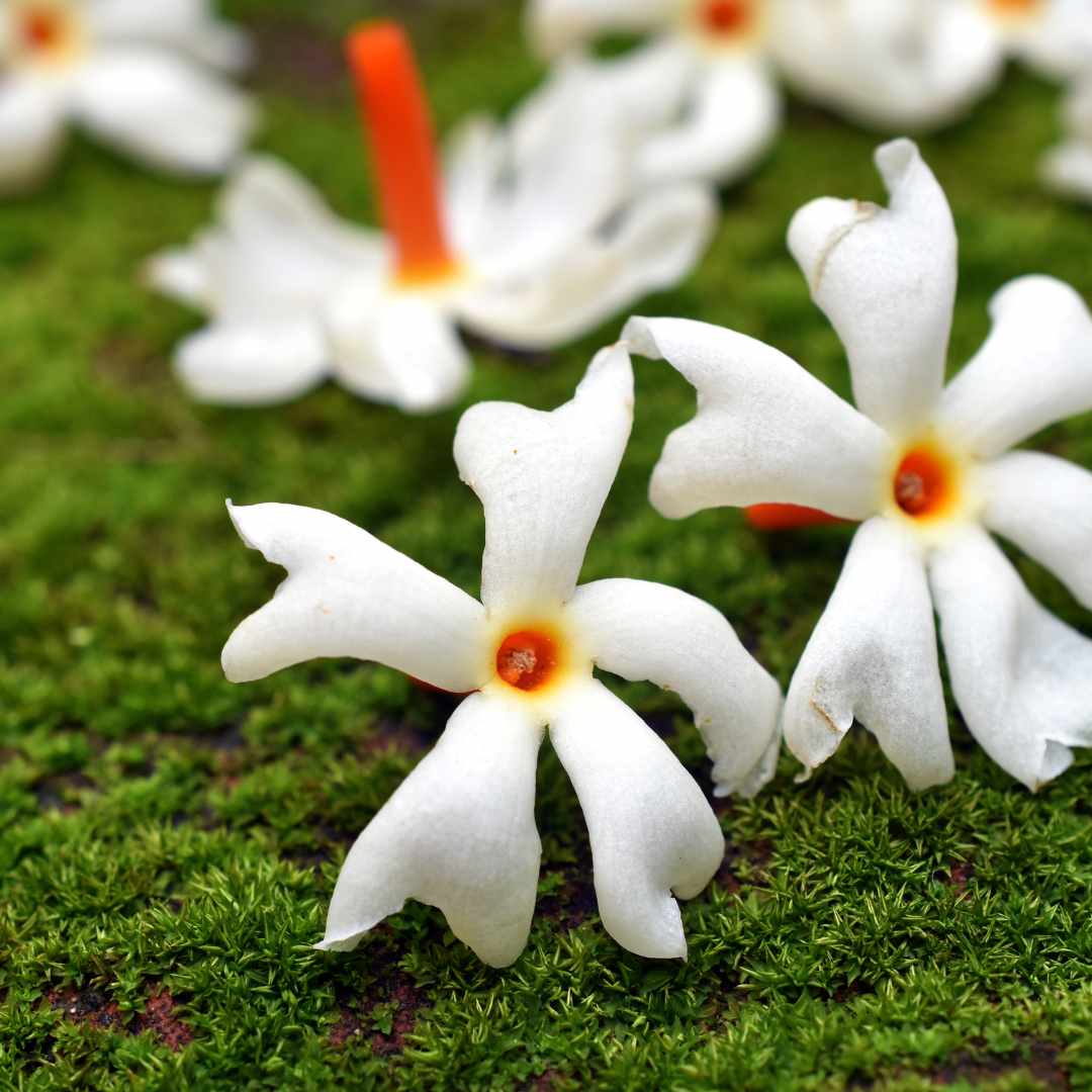 Harsingar Flower Seeds