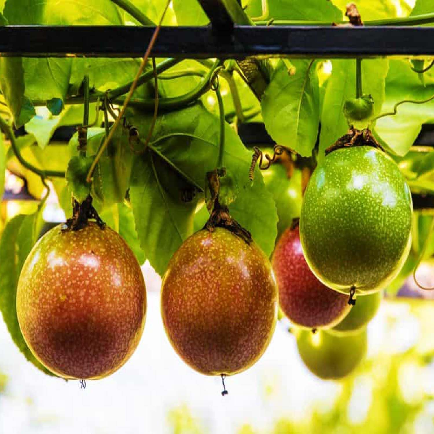 Passiflora Edulis Passion Orange Variety Fruit Seeds