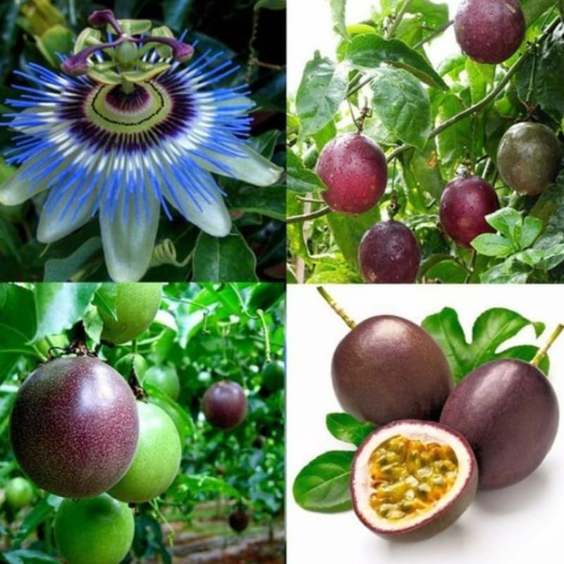 Passiflora Mixed Colour Fruit Seeds