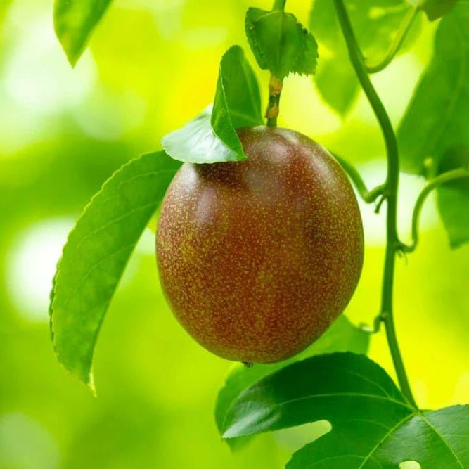 Passiflora Edulis Passion Red Mix Fruit Seeds