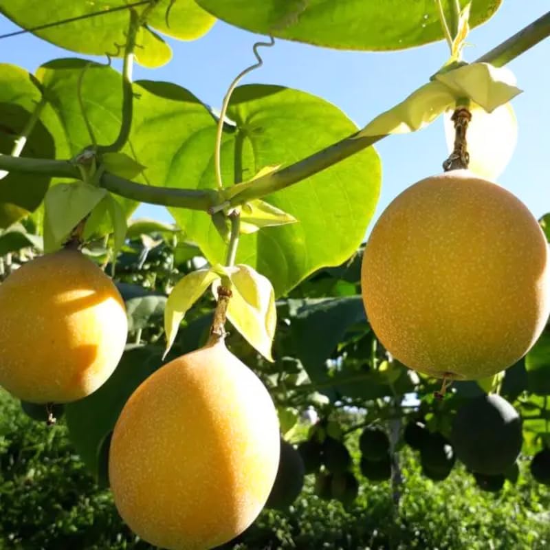 Passiflora Yellow Fruit Seeds