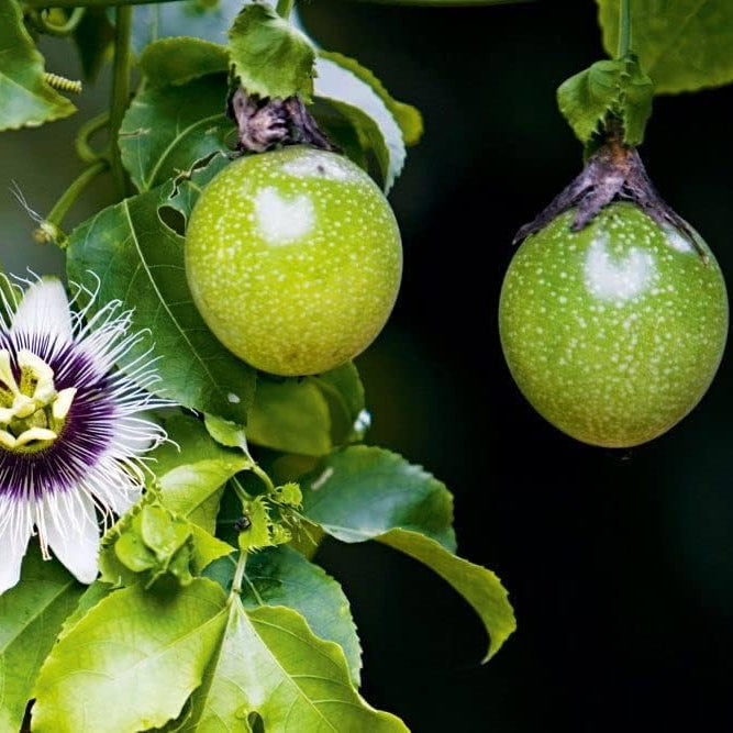 Mixed Passion Multi Colour Tropical Fruit Seeds