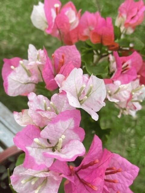 Pink White Bougainvillea Flower Seeds