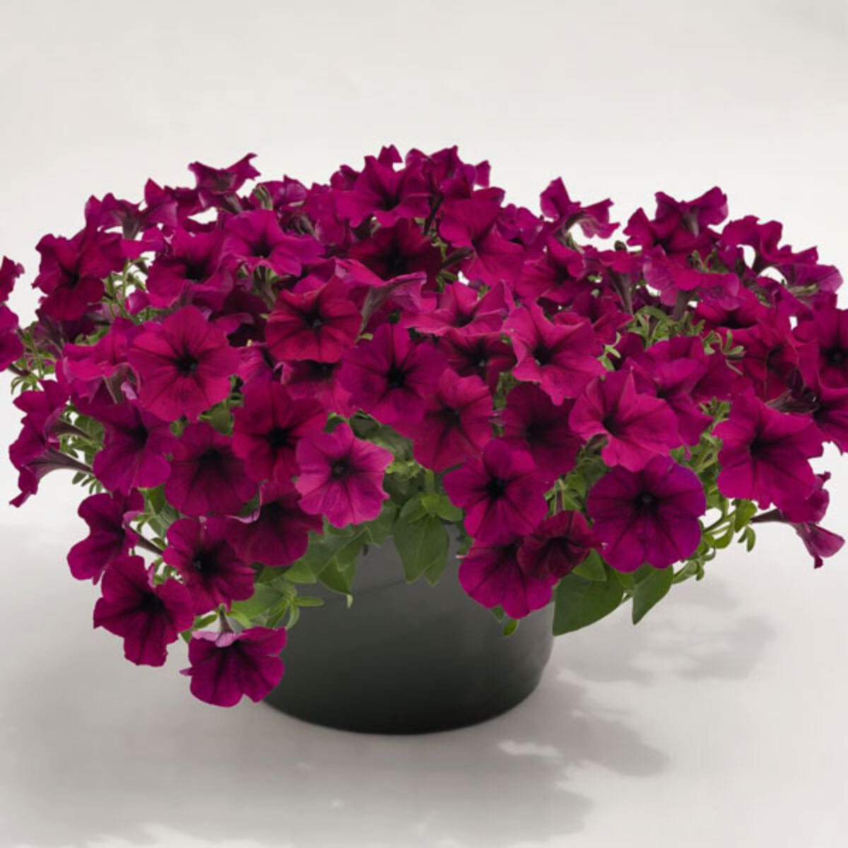 Burgundy Petunia Heirloom Non Flower Seeds - Heirloom Non GMO High Germination Garden Planting Seeds
