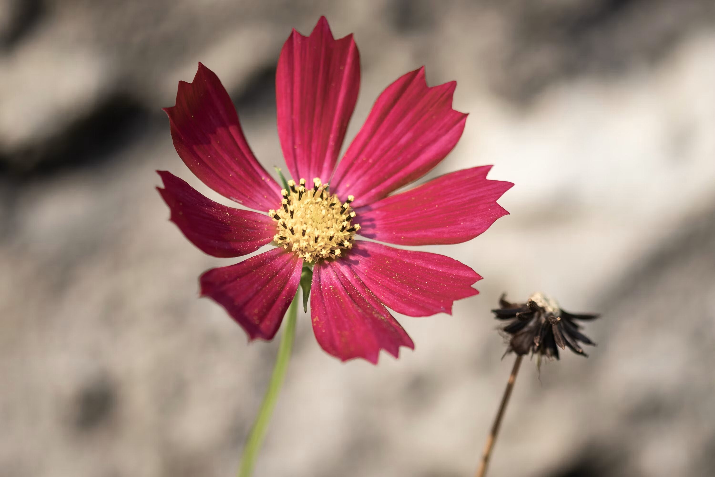 Red Cosmos Flower Seeds