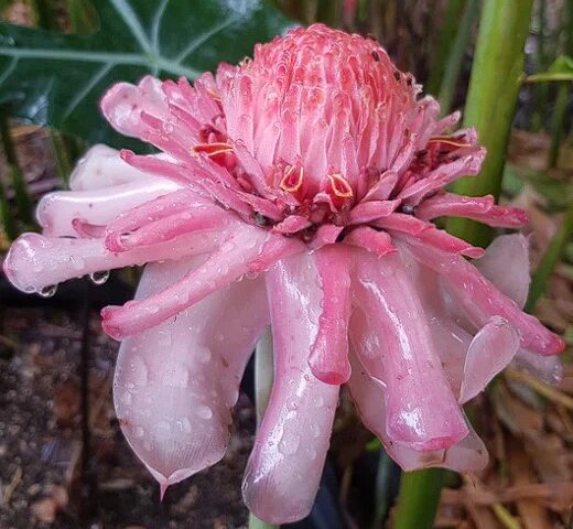 Etlingera Flower Seeds