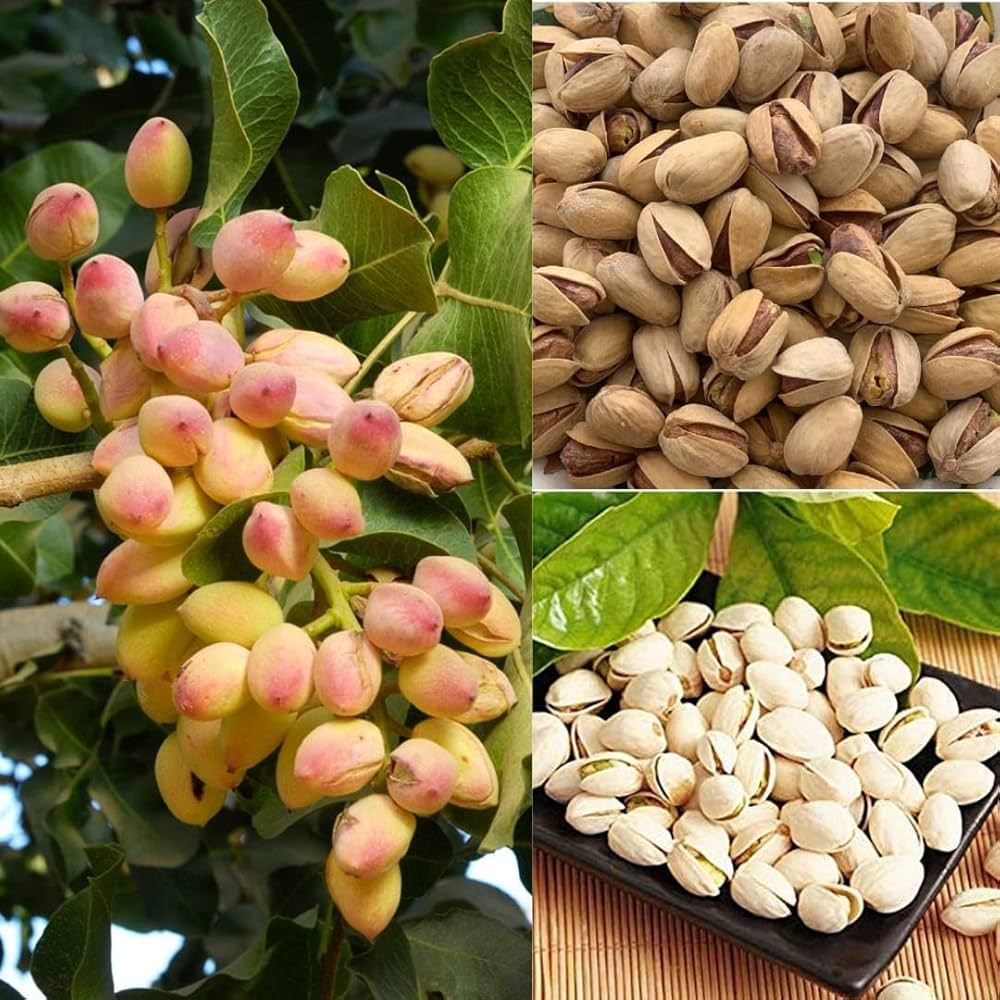 Pistachio Nut Tree Pistacia Vera